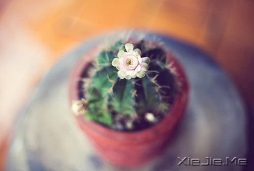 若现在就觉得失望无力，未来那么远你该怎么扛 (5)