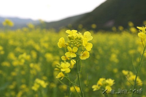 晚安心语：勇敢生活，微笑面对 (4)