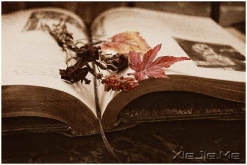 歌词心语：生活，就是你快乐它就快乐的过程 (8)