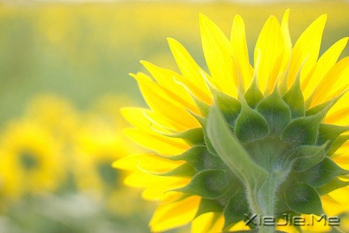 一个人流浪，不必去远方 (1)